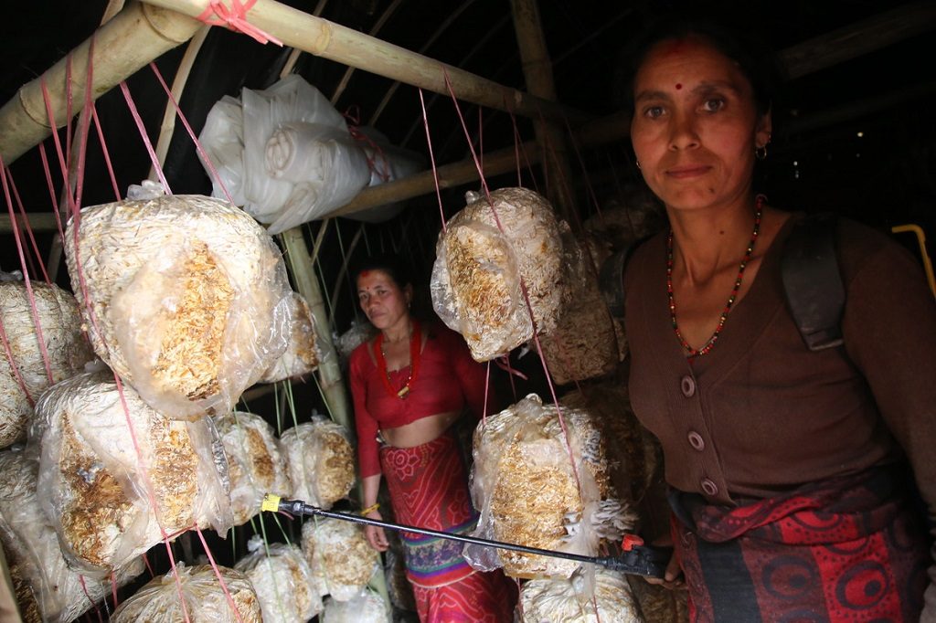 laxmi-mushroom-farm-jo-harrison