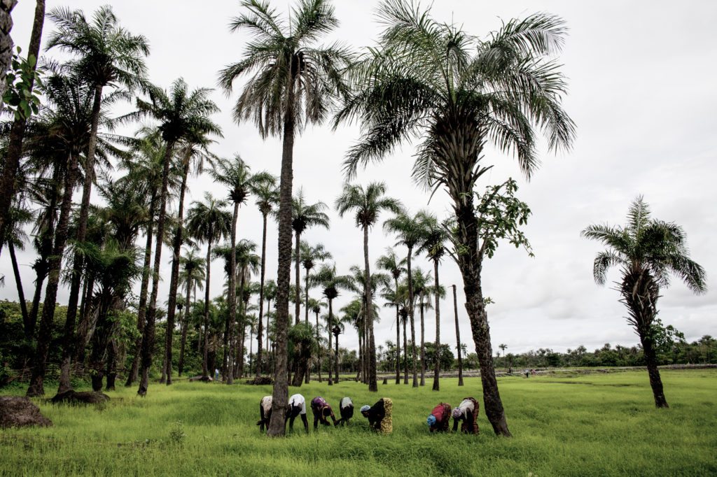 Women and girls remove weeds at a rice farm near the Nemakunku Dike in Nemakunku, Gambia. Photo: Jane Hahn/ActionAid