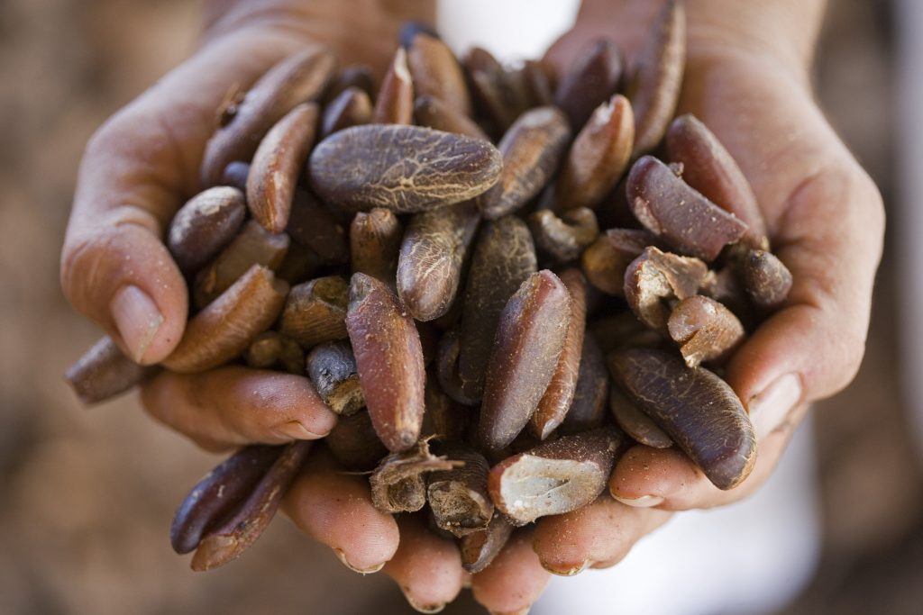 Two cupped hands are holding dozens of babassu nuts.