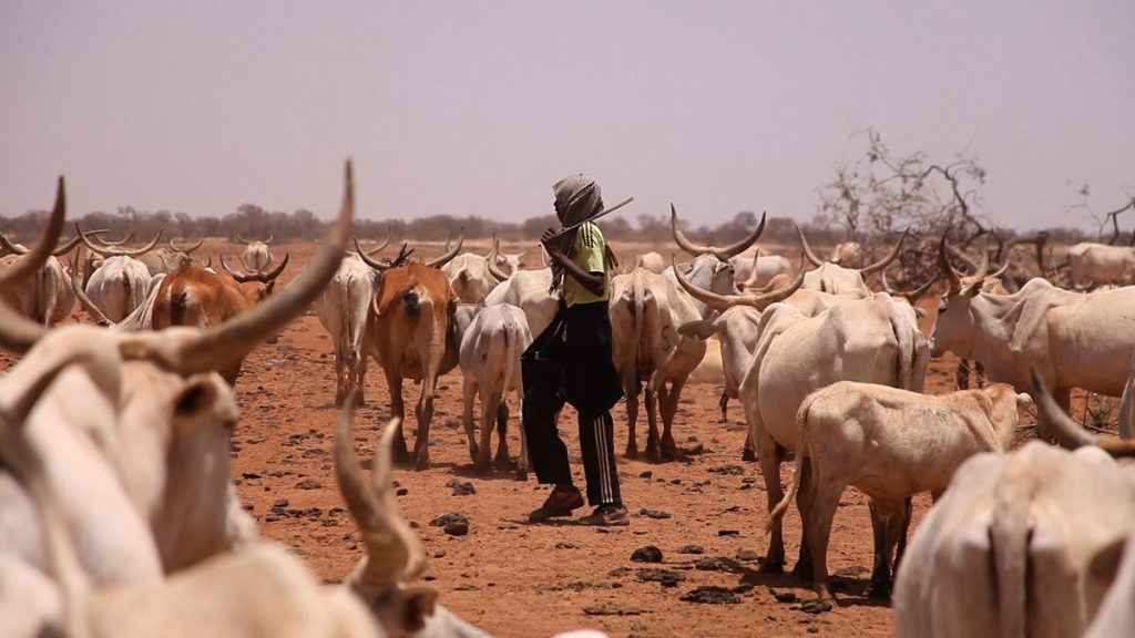 A boy in Senegal herds his cattle. His community campaigned to reclaim their right to farmland when an agribusiness grabbed their land.