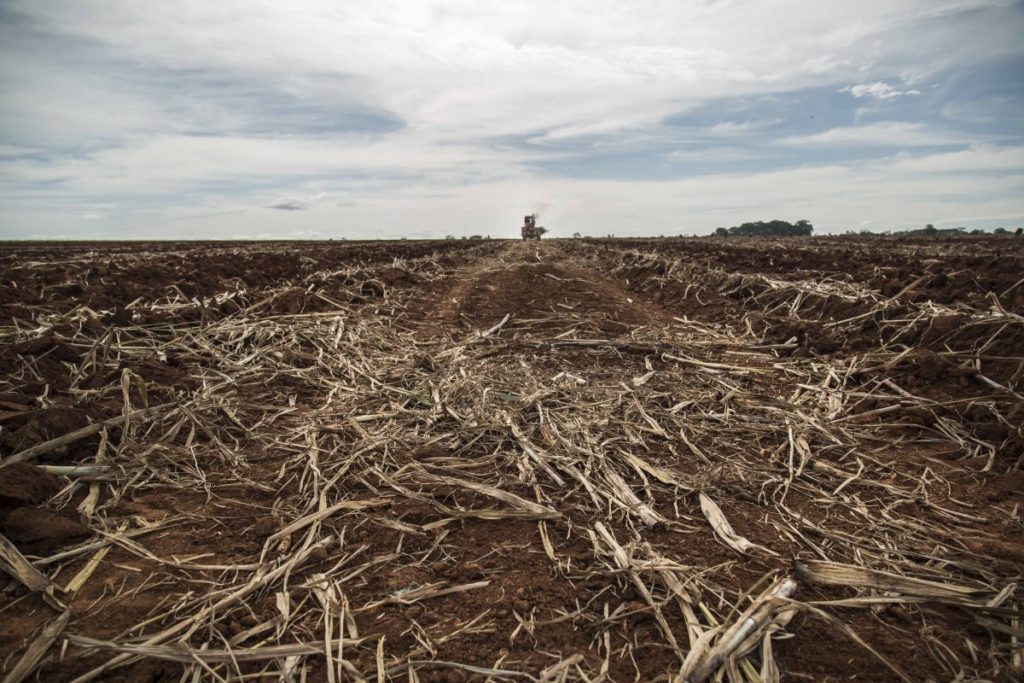 A sugarcane plantation near the Roseli Nunes Settlement, Brazil.