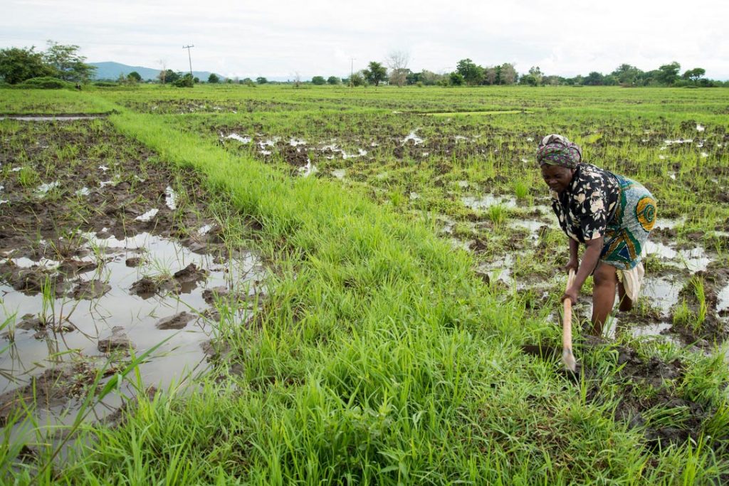 A woman farmer works in her rice fields which are part of the GAFSP-funded Hara Irrigation Project in Malawi.