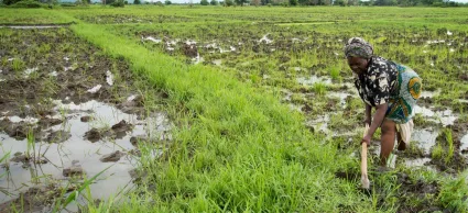 Investing in Small-scale Agriculture: the Global Agriculture & Food Security Program