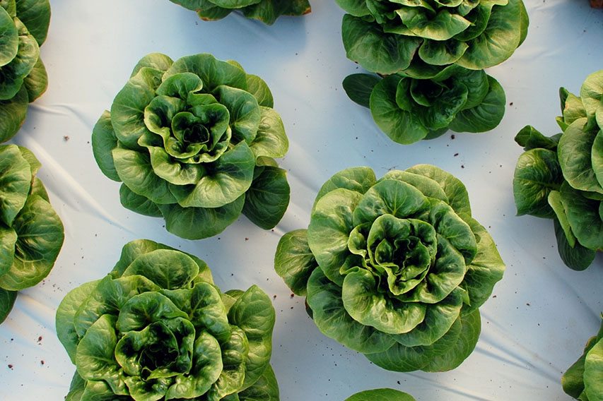 Aquaponic lettuce