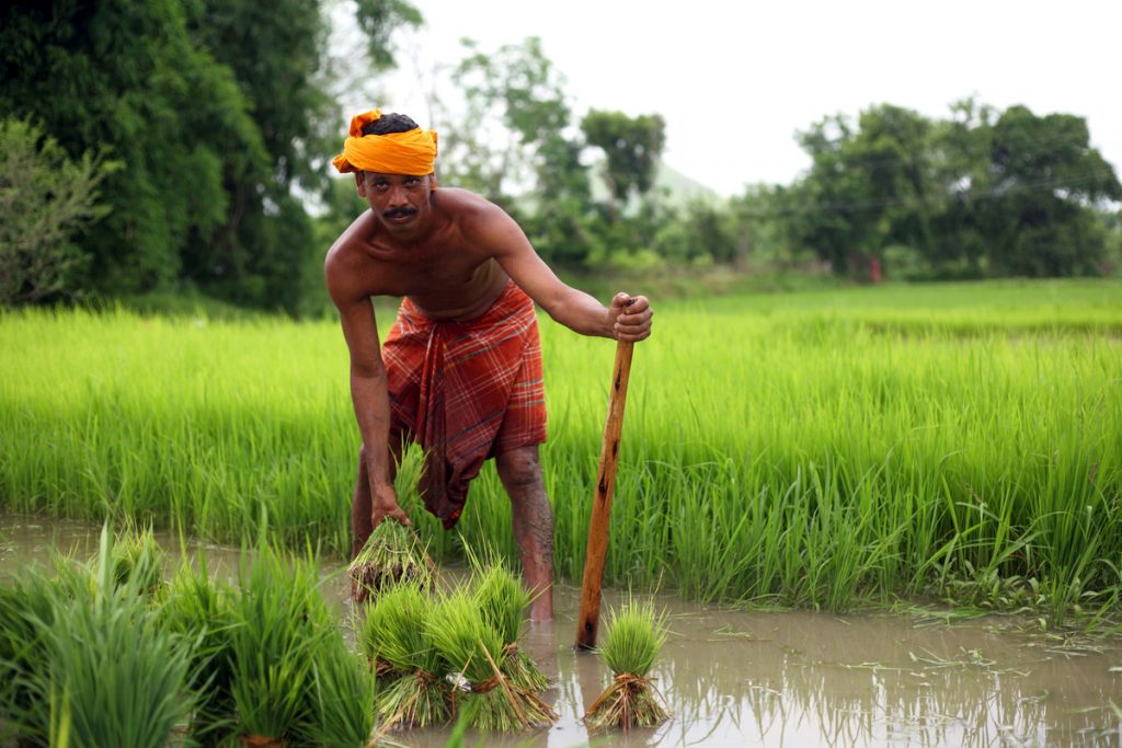 A rice farmer in his field in Odisha, India