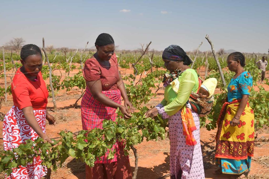 Four women farmers in Tanzania tend to grapes in their vineyard. They are part of a farmers' group that tracks how government money is spent.