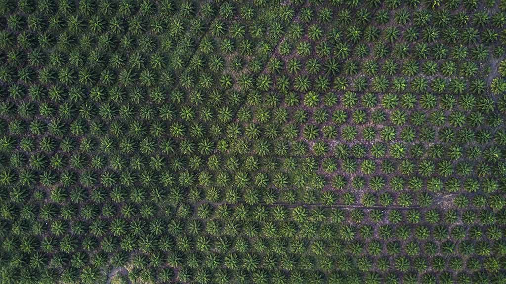 Aerial view of an African Palm plantation in Sechaj in Guatemala. The community is surrounded by palm on three sides, and their human rights are being violated.