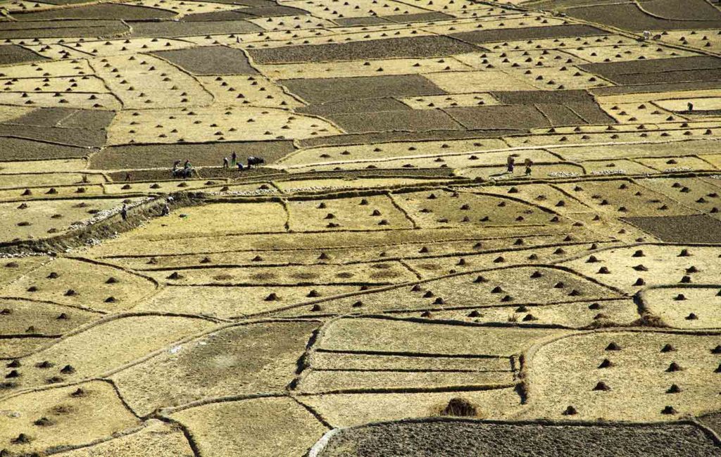 Wheat fields in Jumla District, Nepal - its farmers received support from the Agriculture and Food Security Program.