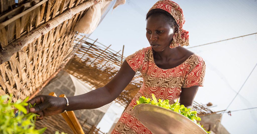 Woman in Baout Island, Senegal, collects mint from raised garden. Food is grown on tables using a groundnut husk mulch.
