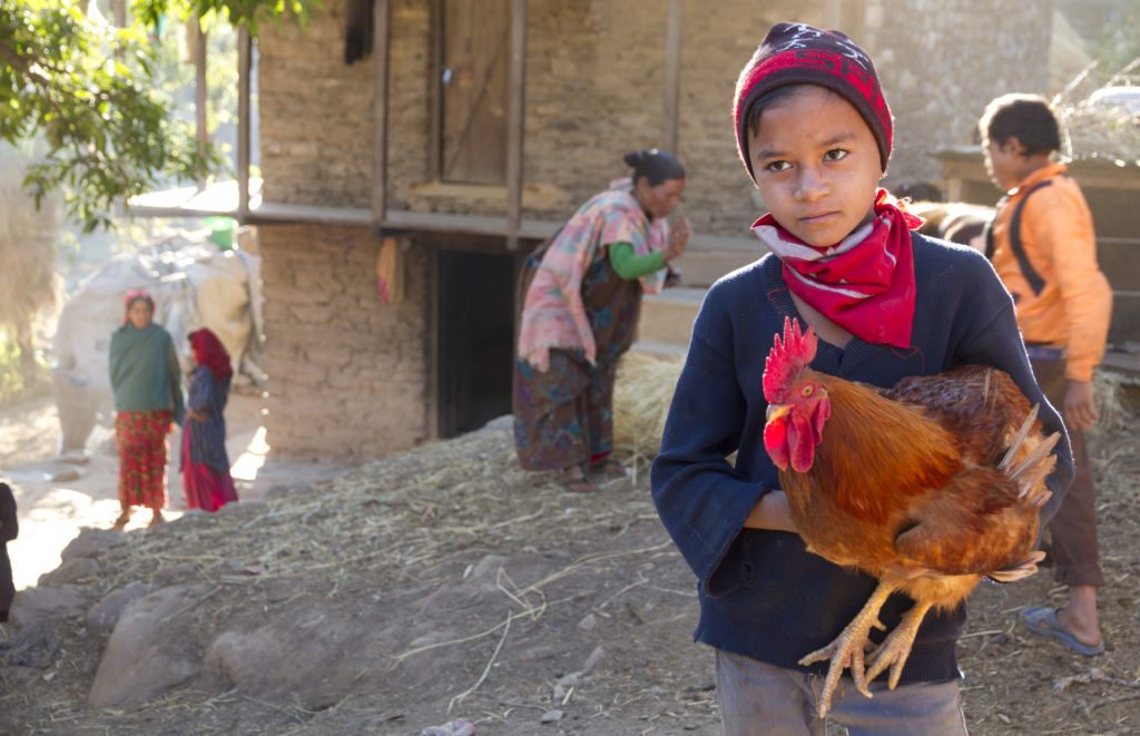 A child holds a rooster.