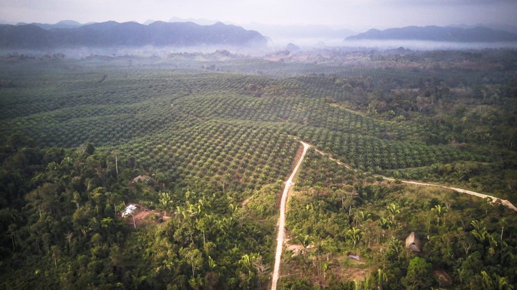 Aerial view of an indigenous community in Guatemala surrounded by African oil palms.