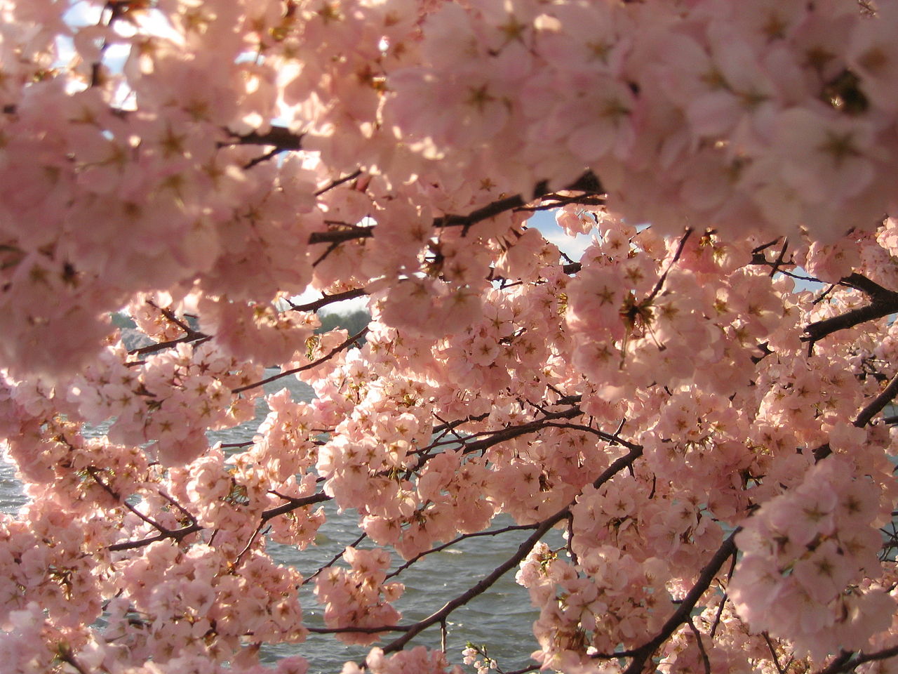 Cherry Blossoms, Climate Change, and Life Beyond 1.5°C ActionAid USA