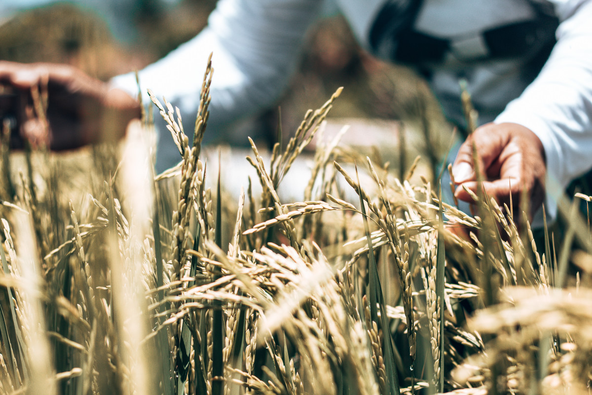 Climate Justice In The Food System Actionaid Usa