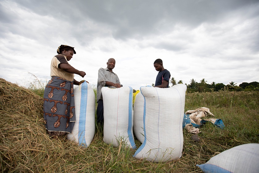 John Andrea Kunamba (middle) and his family harvesting rice in Kigugu Village, Mvomero, Tanzania.