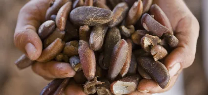 Actionaid Right to Food and Agriculture