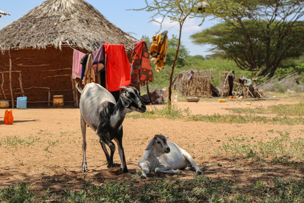 Goats in Kenya