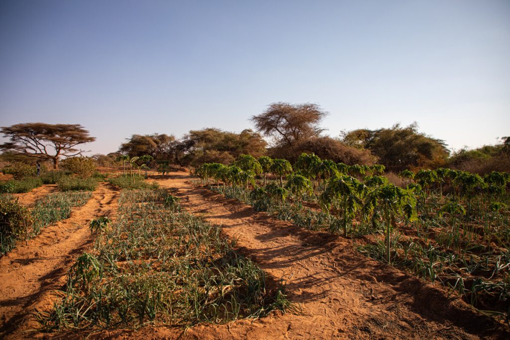 desert vegetable garden=