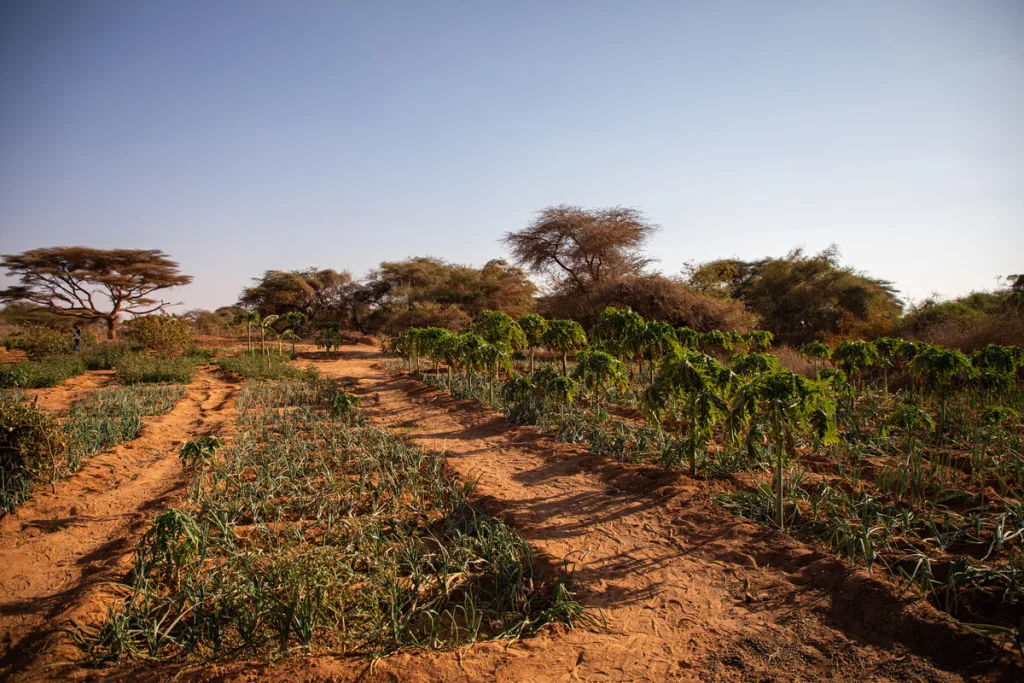 desert vegetable garden=