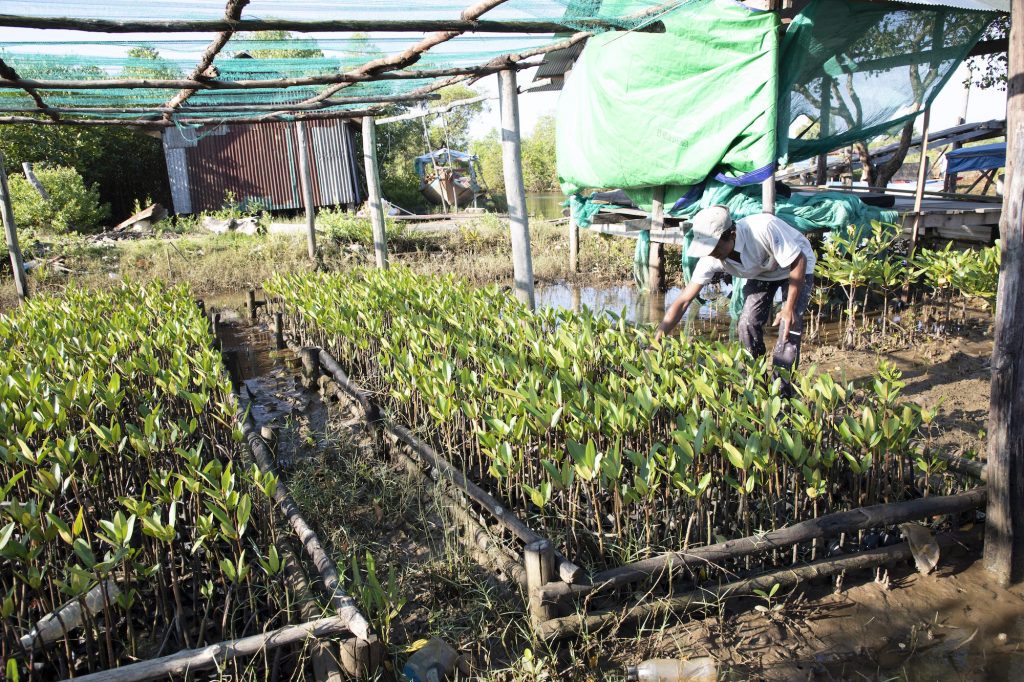 agroecological farming in cambodia