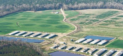How Corporate Consolidation Affects Livestock Farmers’ Everyday Lives