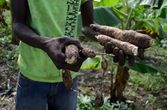 Manioc is one of the crops Jean Jocelyn grows on his land near the Caracol Industrial Park. Photo: Marilia Leti/ActionAid