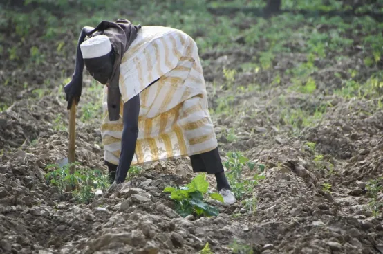 A local farmer tends his crops on newly irrigated land served by the GAFSP funded project. Niger. Photo: ActionAid