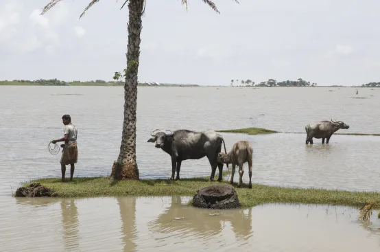 Cattle grazing on scrap of land half-submerged in a river. Photo: Mahmud/MAP/ActionAid