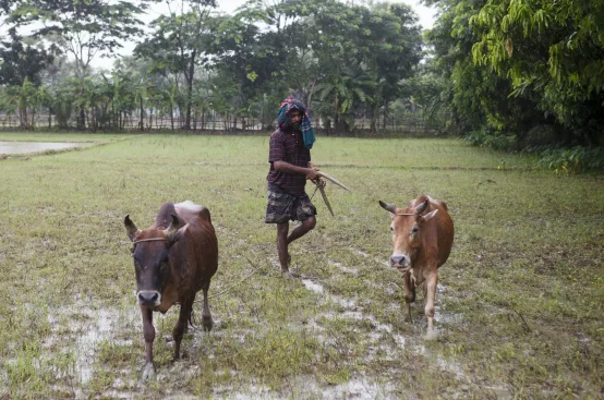 Farmer Zakir works in his rice field. Photo: Mahmud/MAP/ActionAid