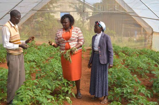 Farmer Stella inspects a plant in the greenhouse owned by the farming co-op supported by the PFA project in Kenya. Photo: Allan Gichigi/ActionAid