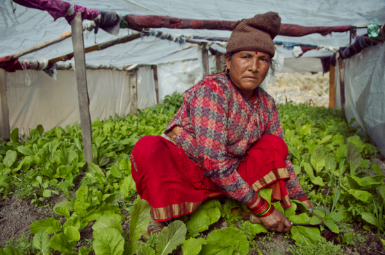 A woman kneels in a polytunnel among rows of green vegetables.